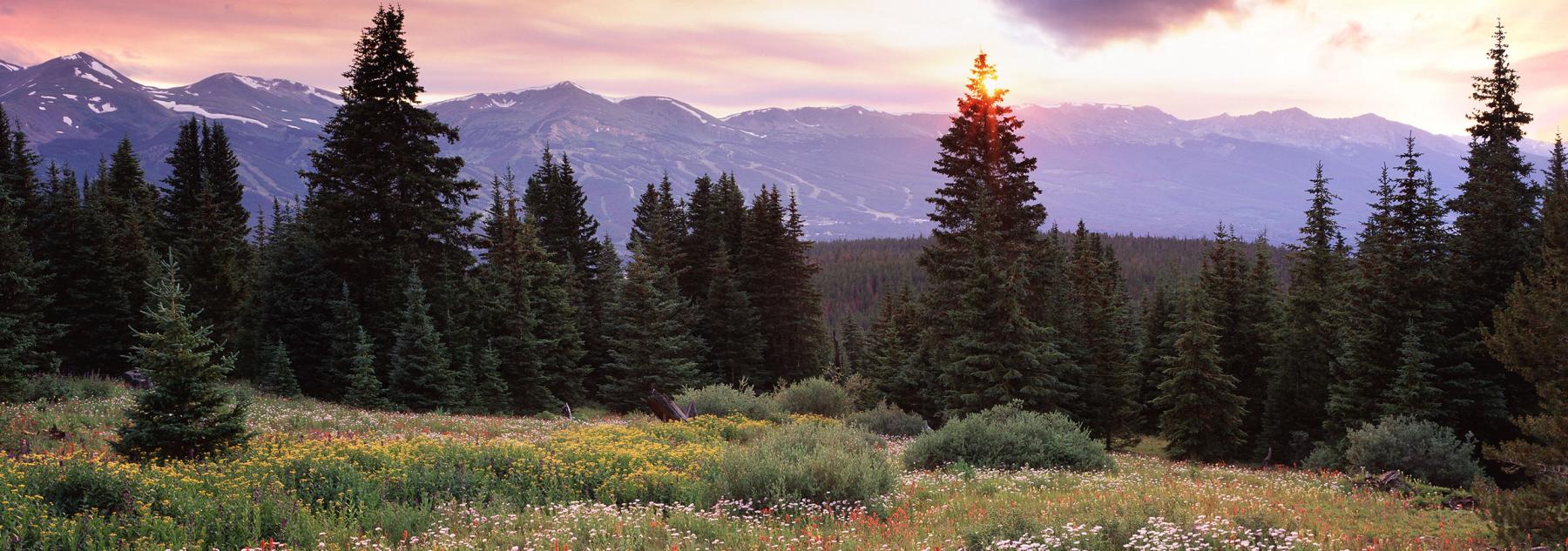 Baldy Wildflowers